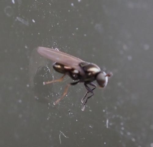 Réf. 244 153 : Psilopa nitidula